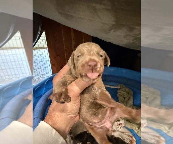 Medium Photo #4 Doberman Pinscher Puppy For Sale in PITTSBURGH, PA, USA
