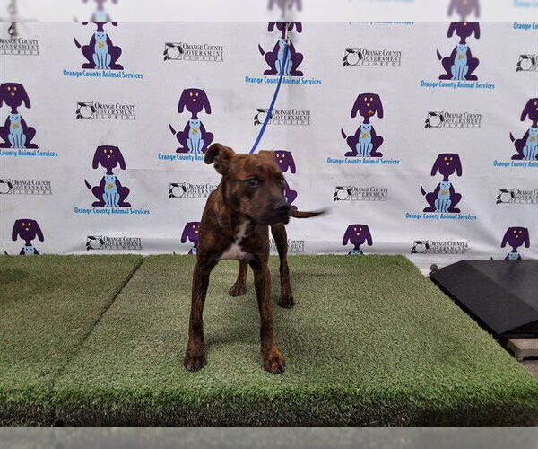 Medium Photo #1 Mutt Puppy For Sale in Orlando, FL, USA