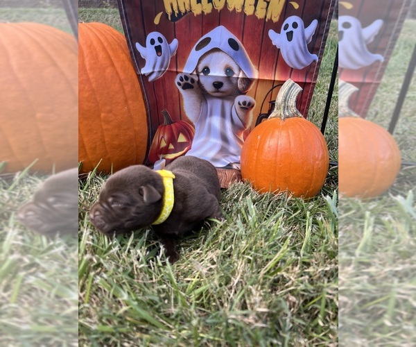 Medium Photo #8 Labrador Retriever Puppy For Sale in NEOLA, WV, USA