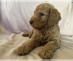 Puppy 3 Poodle (Standard)