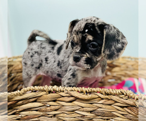 Pug-Puggle Mix Puppy for sale in CINCINNATI, OH, USA
