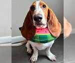 Small Basset Hound