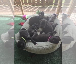 Boxer Puppy for sale in OPELIKA, AL, USA