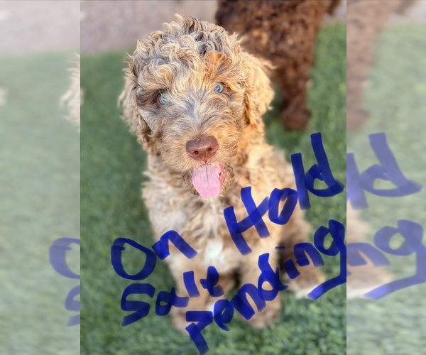 Medium Photo #18 Poodle (Standard) Puppy For Sale in APACHE JUNCTION, AZ, USA