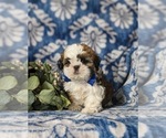 Small Photo #1 Shih Tzu Puppy For Sale in KIRKWOOD, PA, USA