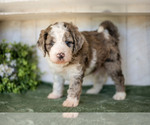 Puppy Asher Miniature Labradoodle