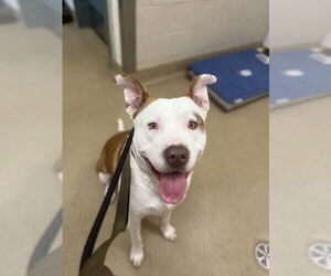 American Pit Bull Terrier Dogs for adoption in Santa Maria, CA, USA