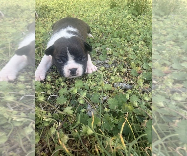Medium Photo #3 Boston Terrier Puppy For Sale in FREDONIA, KS, USA