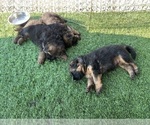 Small #11 German Shepherd Dog