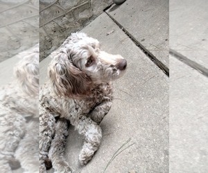 Cockapoo (Miniature) Puppy for sale in BALTIMORE, MD, USA