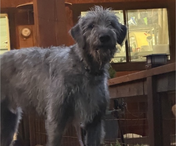 Medium Photo #1 Irish Wolfhound Puppy For Sale in VEYO, UT, USA