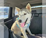 Small #1 Siberian Husky