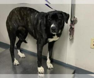 Daniff Dogs for adoption in Visalia, CA, USA