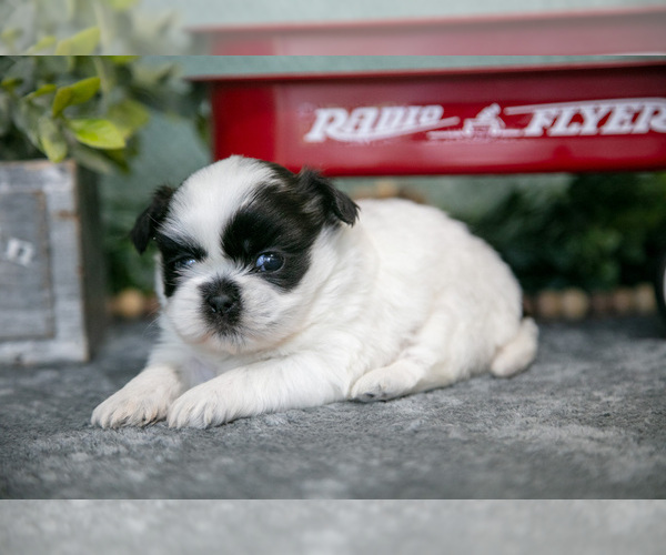 Medium Photo #3 Shih Tzu Puppy For Sale in CLARE, MI, USA