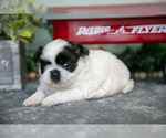 Small #2 Shih Tzu