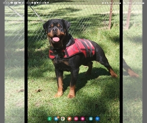Rottweiler Puppy for sale in HAMPTON, GA, USA