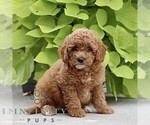 Small #2 Poodle (Miniature)