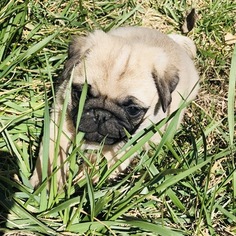 Pug Puppy for sale in CLIFTON, CO, USA