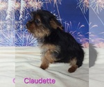 Small #2 Yorkshire Terrier