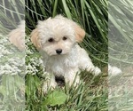 Small #1 Havanese
