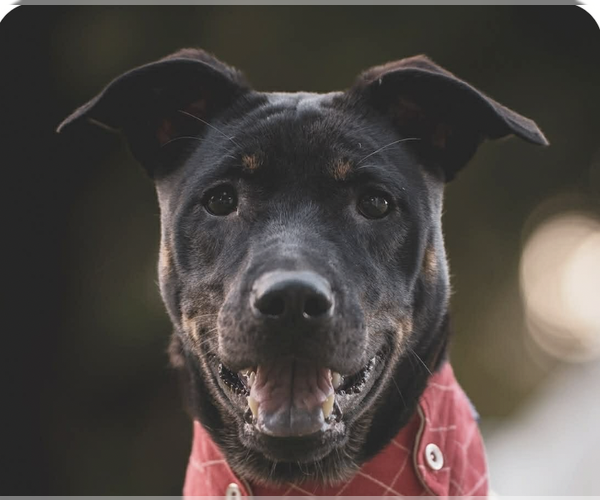 Medium Photo #1 Mutt Puppy For Sale in San Ramon, CA, USA