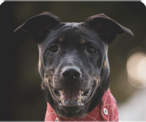 Mutt Dogs for adoption in San Ramon, CA, USA