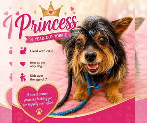 Mutt Dogs for adoption in Jackson , NJ, USA