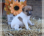 Puppy 8 Jack Russell Terrier
