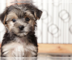 Small #1 Morkie