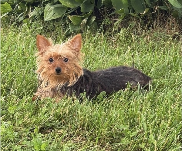 Medium Photo #1 Yorkshire Terrier Puppy For Sale in CANOGA, NY, USA