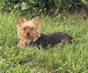 Yorkshire Terrier Puppy for sale in CANOGA, NY, USA