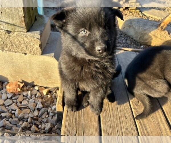 Medium Photo #8 German Shepherd Dog Puppy For Sale in MITCHELL, IN, USA