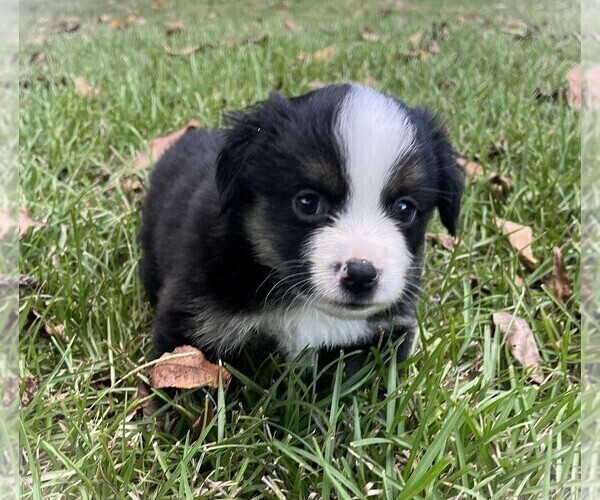 Medium Photo #6 Miniature Australian Shepherd Puppy For Sale in MONTICELLO, SC, USA