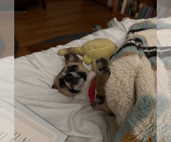 Medium Photo #8 Chihuahua-Unknown Mix Puppy For Sale in Fargo, ND, USA