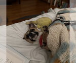 Small #7 Chihuahua Mix