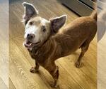 Fiji - Female Colonial Cocker Spaniel-Labrador Retriever Mix Dog for Adoption - Small photo