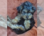 Small #6 Yorkshire Terrier