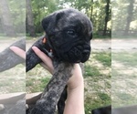 Small Photo #2 Cane Corso Puppy For Sale in ACKERMAN, MS, USA