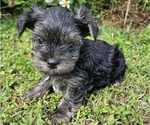Small Photo #1 Yorkshire Terrier Puppy For Sale in SARASOTA, FL, USA