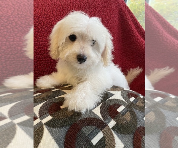 Medium Photo #4 Maltese-Poodle (Toy) Mix Puppy For Sale in RICHMOND, IL, USA