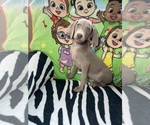 Small Photo #8 Weimaraner Puppy For Sale in ELKTON, KY, USA