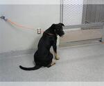 Small German Shepherd Dog Mix