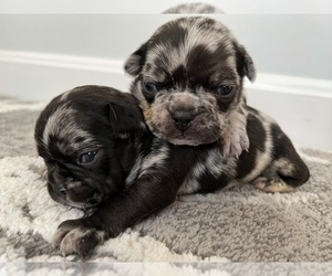 French Bulldog-Miniature French Bull Terrier Mix Puppy for sale in WEST SPRINGFIELD, MA, USA
