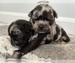 Small Photo #1 French Bulldog-Miniature French Bull Terrier Mix Puppy For Sale in WEST SPRINGFIELD, MA, USA