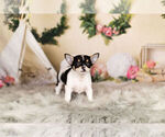 Small Photo #7 Chihuahua Puppy For Sale in WARSAW, IN, USA
