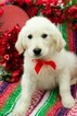Small Photo #2 English Cream Golden Retriever Puppy For Sale in PLYMOUTH, OH, USA