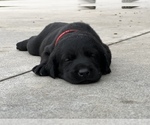 Small Photo #10 Labrador Retriever Puppy For Sale in MARION, SC, USA