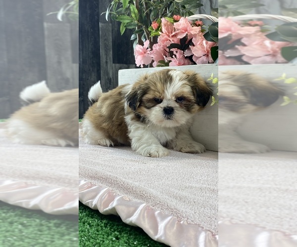 Medium Photo #5 Shih Apso Puppy For Sale in CANOGA, NY, USA