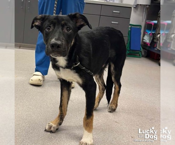 Medium Photo #1 Australian Shepherd-Unknown Mix Puppy For Sale in Washington, DC, USA