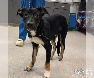 Australian Shepherd-Unknown Mix Dogs for adoption in Washington, DC, USA
